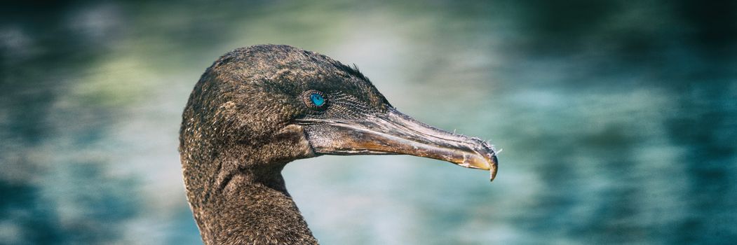 Galapagos animals wildlife - bird flightless cormorant aka galapagos cormorants by sea on Fernandina island, Espinoza Point, Ecuador, South America travel. Close up of characteristic blue eyes.