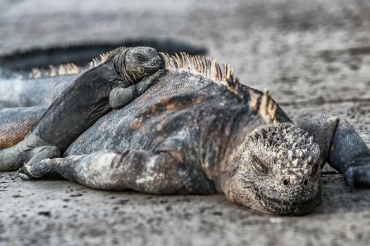 Galapagos Islands animals. Iguanas lying in the sun on rock. Marine iguana is an endemic species in Galapagos Islands. Animals, wildlife and nature of Ecuador. Young and mature iguana.