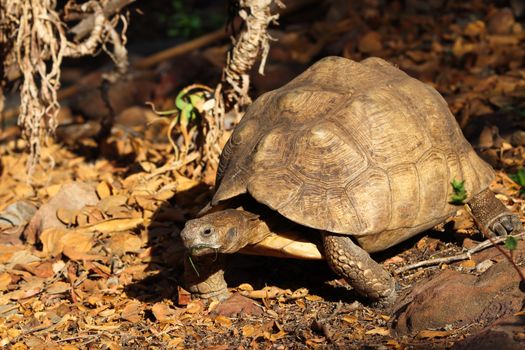 An aged old leopard tortoise (Stigmochelys pardalis) in natural African habitat during autumn, Pretoria, South Africa