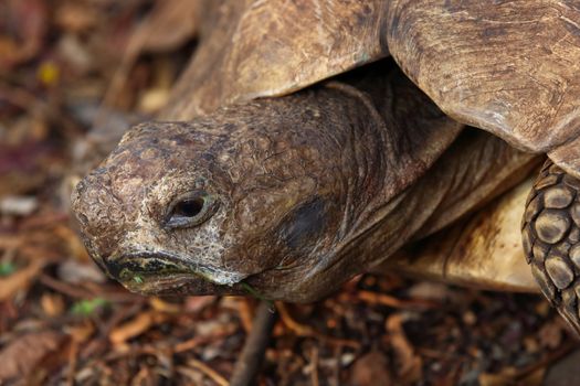 Old African leopard tortoise (Stigmochelys pardalis) close-up, Pretoria, South Africa