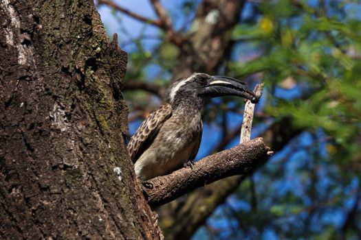 An African grey hornbill bird (Lophoceros nasutus) with caught insect to give to his partner in a nearby hidden nest, Pretoria, South Africa