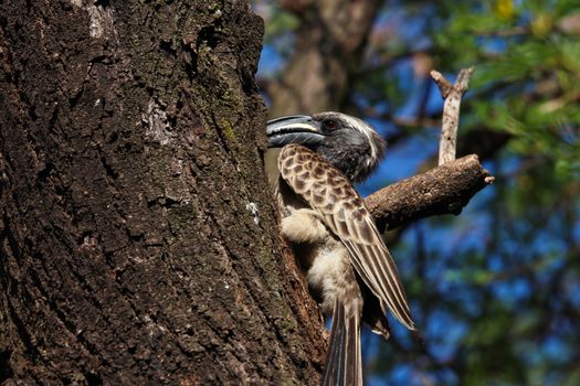 An African grey hornbill bird (Lophoceros nasutus) feeding his breeding partner in a hidden nest, Pretoria, South Africa