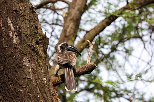 A male African grey hornbill bird (Lophoceros nasutus) perching on thorn tree branch near a hidden tree trunk nest, Pretoria, South Africa