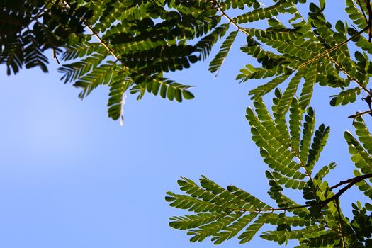 African flat-crown tree (Albizia adianthifolia) leaves with clear blue sky, Pretoria, South Africa