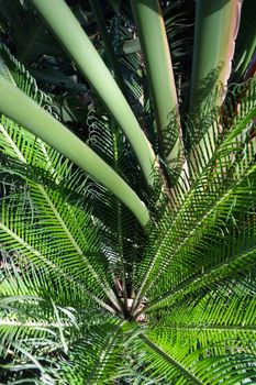 Mixed tropical vegetation with cycad and palms, Pretoria, South Africa