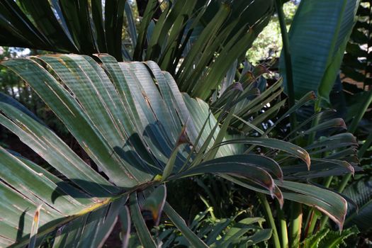 Variety of tropical green palm leaves and cycads, Pretoria, South Africa