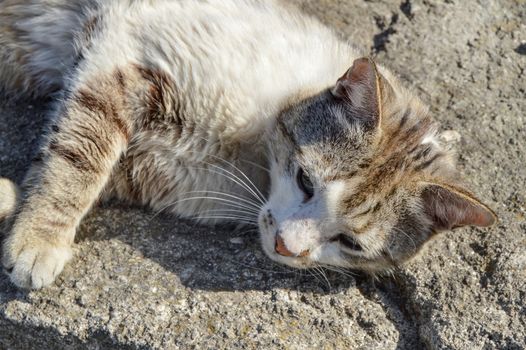 In summer, the cat is very hot. A house cat lies in the sun and warms up, squinting in the sun. The life of mammals. Pets in the house.