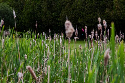 The flag standing in a hole on a golf course is seen through tall reeds and cattails of a water hazard on the way to the green.