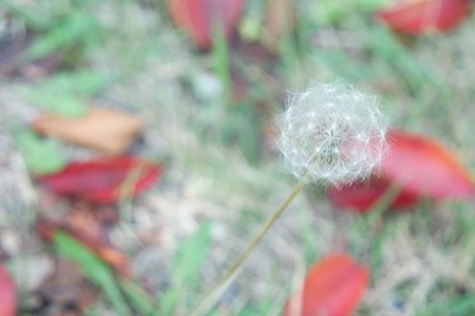 Delicate fluffy flower of dandelion selectively focused on a blurred green background. A closeup view