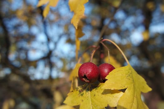 Close up of ripe red berries on branches of rose hips tree with golden leaves in autumn season