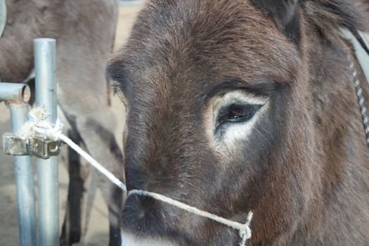 Brown donkey face with big eyes and large ears looking at camera standing inside a fence. Close-up on a donkey head profile in a natural environment in day time.