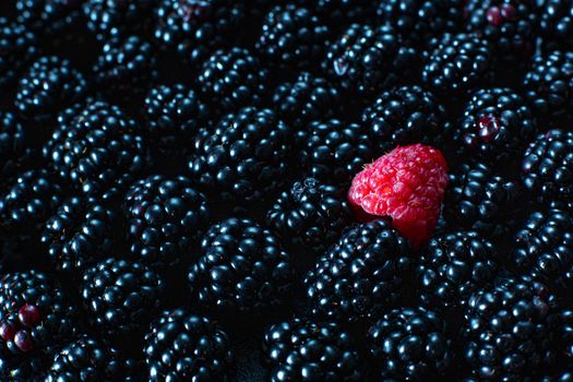 The concept of uniqueness. Not like the others. Red raspberry in a heap of black mulberries.