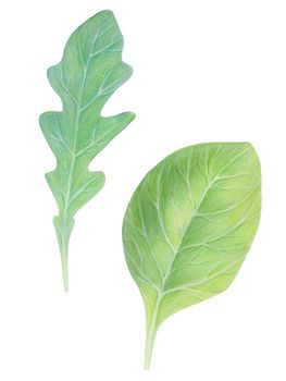 Arugula rucola (rocket salad) and spinach. Fresh green leaves isolated on white background. Watercolor hand drawn illustration. Fresh herbs. Realistic botanical art.Vegetarian Ingredient.Organic food