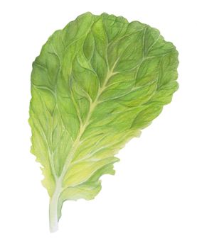 Fresh Lettuce. One Salad Leaf isolated on white background. Green dill. Watercolor illustration. Realistic botanical art. Hand Drawn. Vegetarian Ingredient. For logo, packaging, print, organic food.