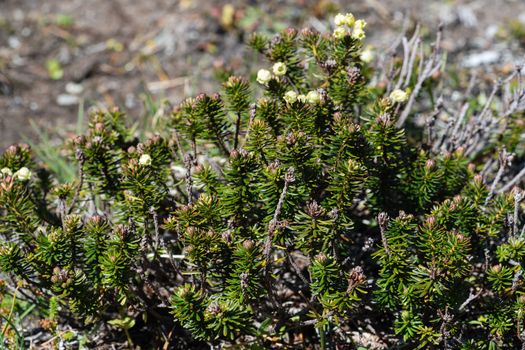 Wild flora of Kamchatka Peninsula - Siberian Juniper (Juniperus sibirica Burgsd) - low small evergreen coniferous creeping densely branched shrub of family Cypress (Cupressaceae), of order Pineles.