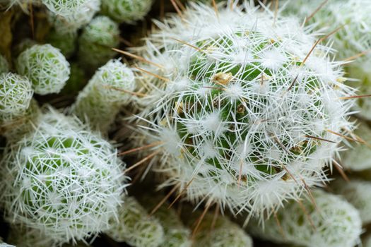 Top view close-up round beautiful green cactus with white needles. Green nature desert exotic flora stilllife concept.