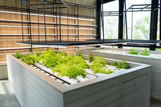 Mini farm for growing salads close up.