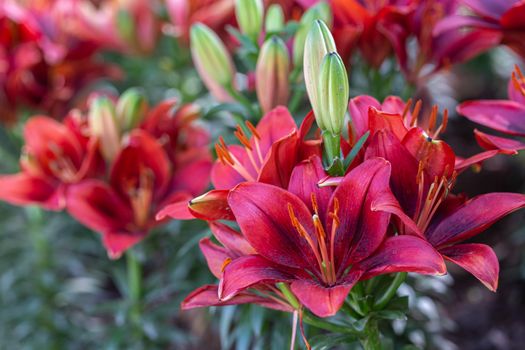 Lily flower and green leaf background in garden at sunny summer or spring day. Lily Lilium hybrids.