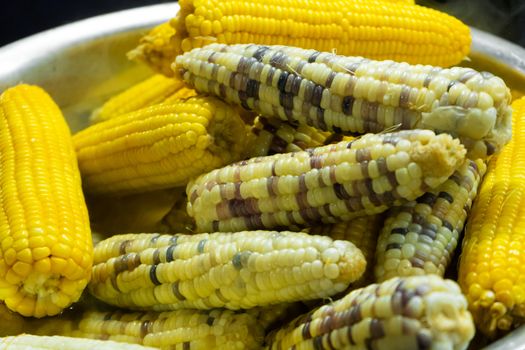 Sweet boiled corn of different varieties close up.