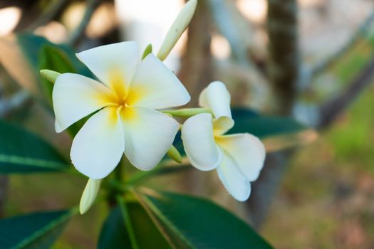 Blooming white frangipani flower in a tropical garden.