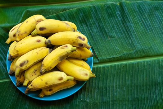 plate with ripe yellow bananas on a large yellow banana leaf.