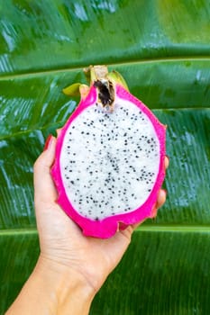 The girl holds in her hand a ripe cut dragon fruit on a background of a tropical garden. First-person view. Vitamins, fruits, healthy foods.