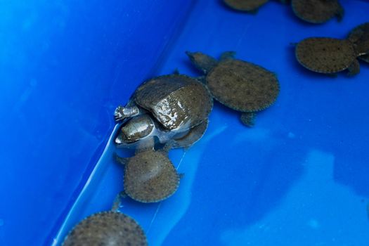 Turtles in a blue basin. Turtles will be released. Rescued turtles.