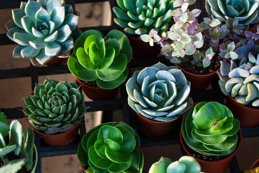 Small decorative flower pots with succulents. View from above. Decor with fresh flowers.