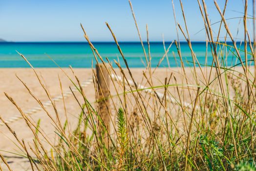 Sand dunes with marram grass, close-up