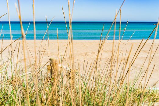 Detail view of dunes with sea grass at the beach