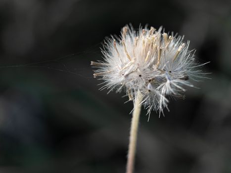 Close-up of dandelion blowing in the wind on nature background.