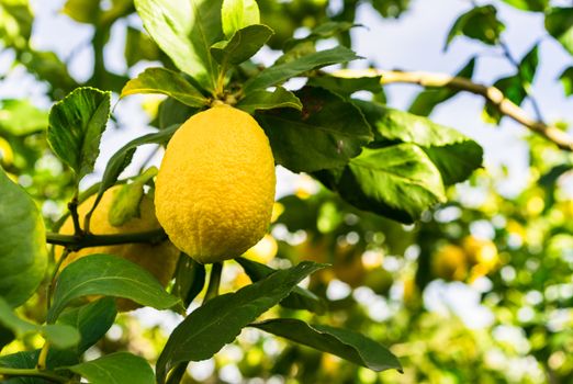 Close-up of ripe yellow lemon fruits hanging on tree