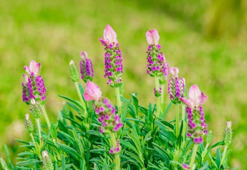 Close-up of lavender bush lavandula stoechas