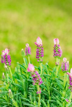 Bloomy lavender plant lavandula 


stoechas, close-up