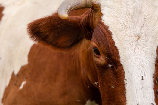 Close-up of a cow attacked by flies. Parasites cause discomfort in livestock