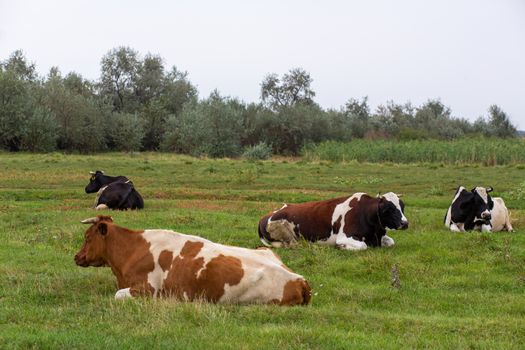 Rural cows graze on a green meadow. Rural life. Animals. agricultural country.