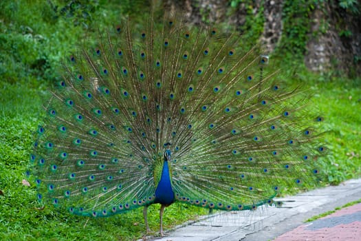 Beautiful well-groomed peacock fluffy a magnificent tail, flirts with a female.
