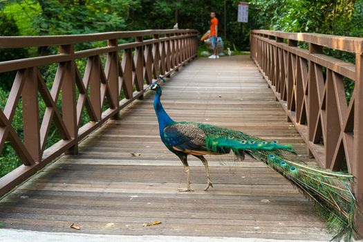 A beautiful manicured peacock walks in a green bird park