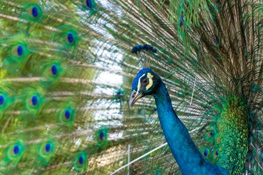 Beautiful well-groomed male peacock, spreading its tail, luxurious tail, flirts with a female.