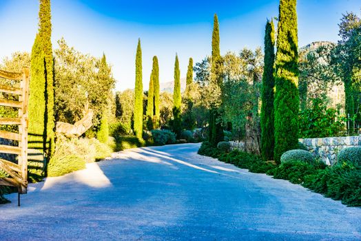 Beautiful mediterranean country road with cypress and olive trees