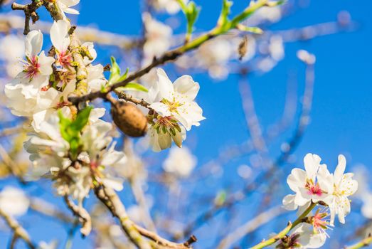 Close-up of fresh almond blossoms flower heads at spring