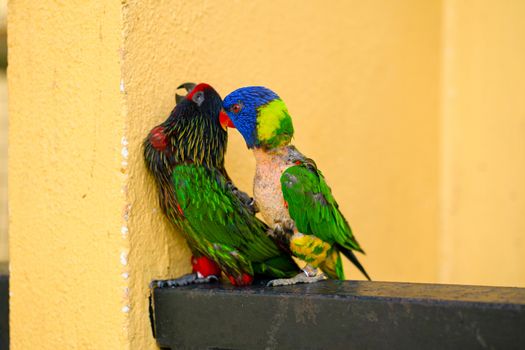Mating games Rainbow Lorikeet. A faded parrot sticks to a female.