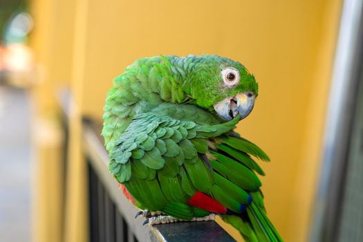 Green parrot close-up portrait. Bird park, wildlife.