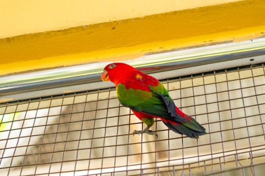 Rainbow Lorikeet parrots in a green park. Bird park, wildlife.