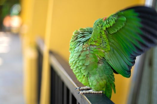 Green parrot close-up portrait. Bird park, wildlife.