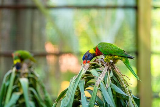 Rainbow Lorikeet parrots in a green park. Bird park, wildlife.