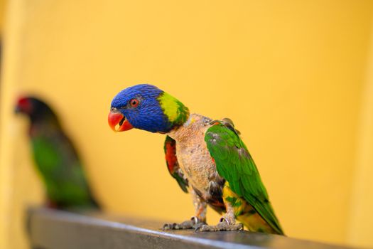 Mating games Rainbow Lorikeet. A faded parrot sticks to a female.