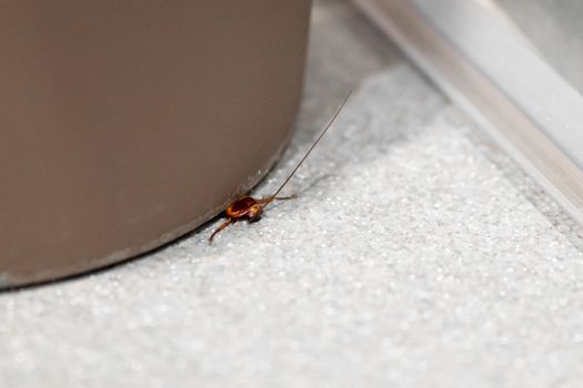 A cockroach peeks out from under the bin. Insect pests in the house