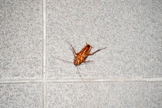 A huge cockroach on the floor. Insect pests in the house