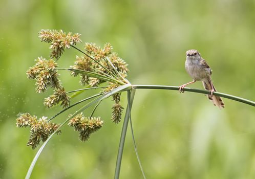 Clamorous reed warbler acrocephalus stentoreus perched on plant stem in rural countryside outdoor scene